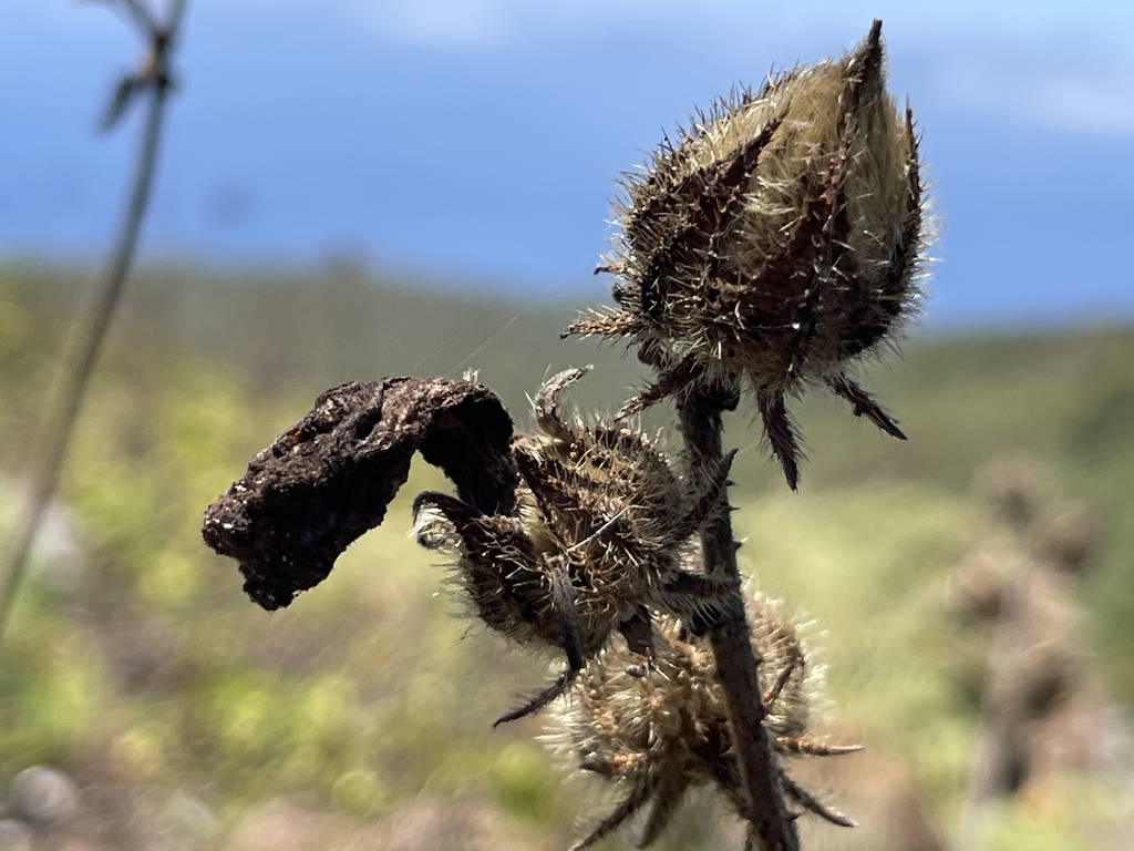 Prickly Tree Hibiscus from Tecomán, Colima, Mexico on April 25, 2022 at ...