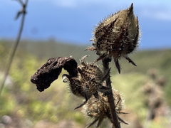 Hibiscus diversifolius diversifolius