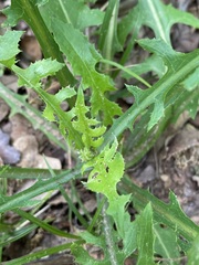 Lactuca ludoviciana