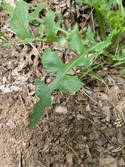 Lactuca ludoviciana
