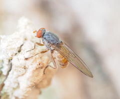 Brachyopa insensilis