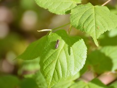 Epistrophella euchroma