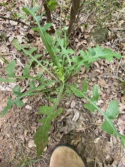 Lactuca ludoviciana