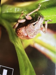 Panscopus ovatipennis