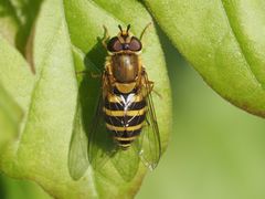 Syrphus