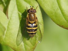 Syrphus