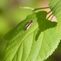 Epistrophella euchroma