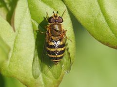 Syrphus
