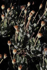 Euryops pectinatus pectinatus