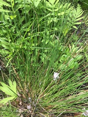 Juncus pylaei