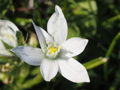 Ornithogalum