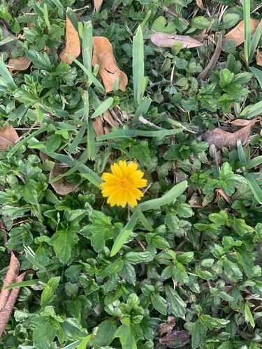 Sphagneticola trilobata image