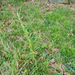 Sphenopholis obtusata