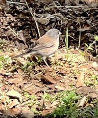 Junco