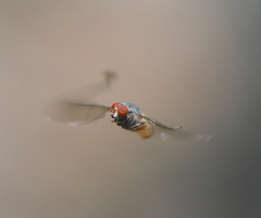 Brachyopa insensilis