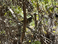 Pipilo maculatus socorroensis