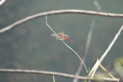 Brachymesia
