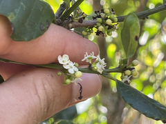 Ilex socorroensis