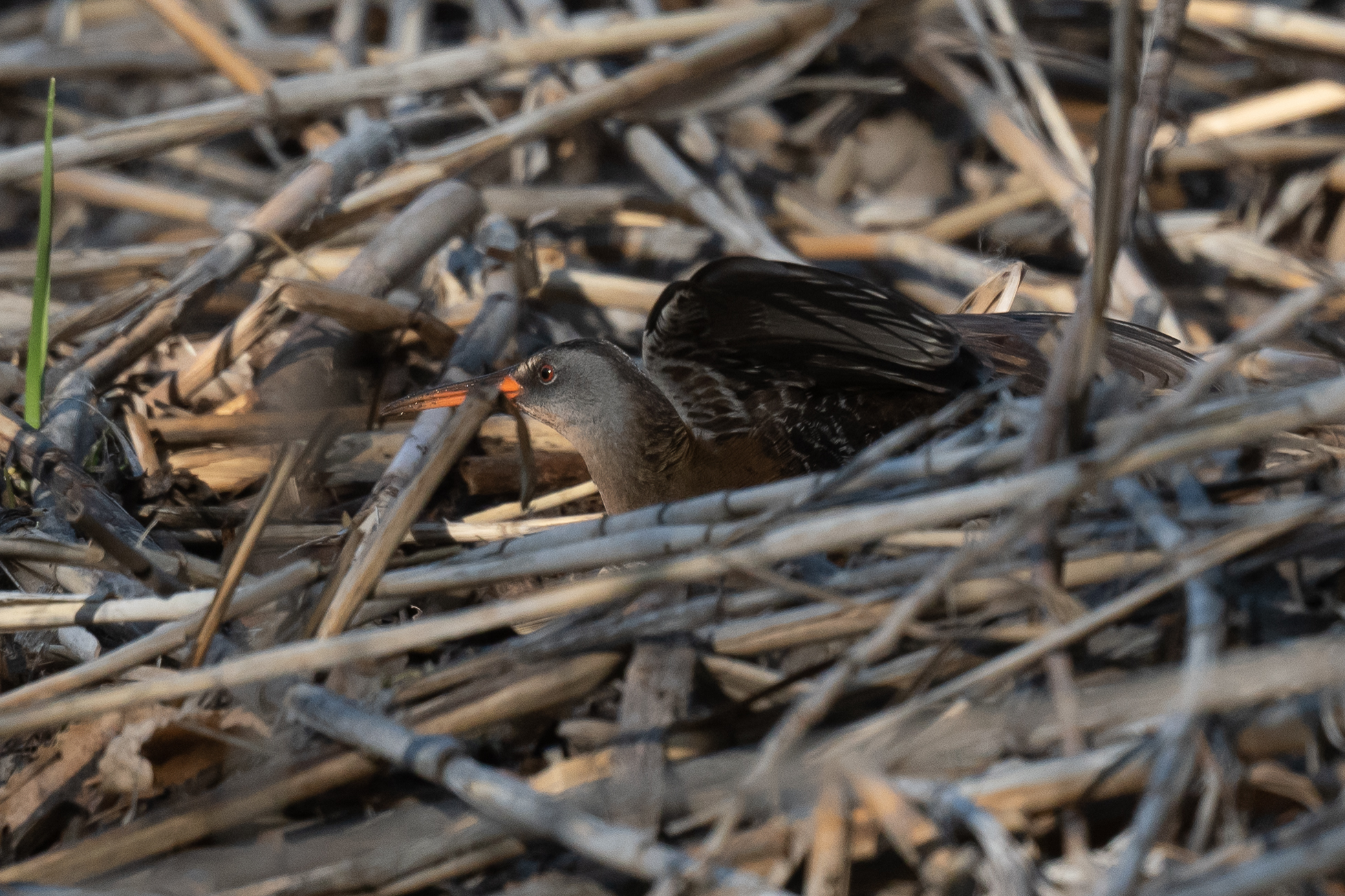 Virginia Rail (Rallus limicola)