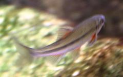 Pseudobarbus phlegethon