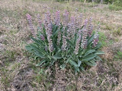 Lupinus villosus