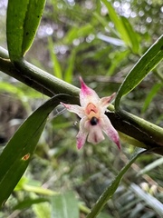 Maxillaria graminifolia
