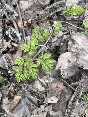 Anthriscus sylvestris