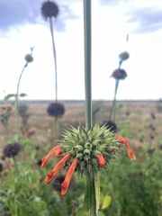 Leonotis nepetifolia