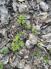 Anthriscus sylvestris