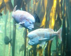 Chrysoblephus gibbiceps