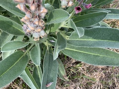 Lupinus villosus