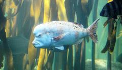 Chrysoblephus gibbiceps