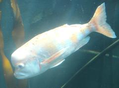 Chrysoblephus gibbiceps