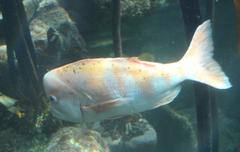 Chrysoblephus gibbiceps