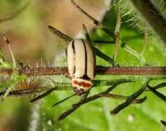 Kuschelina miniata