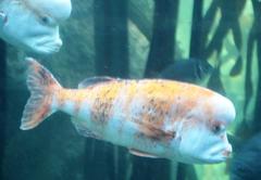 Chrysoblephus gibbiceps