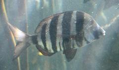 Diplodus hottentotus