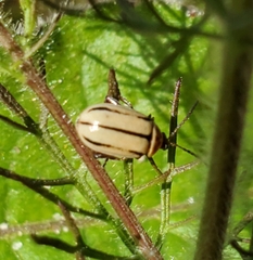 Kuschelina miniata
