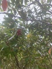 Metrosideros tremuloides