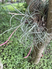 Tillandsia baileyi