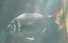 Boopsoidea inornata