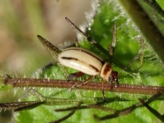 Kuschelina miniata