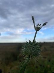 Leonotis nepetifolia