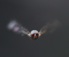 Brachyopa insensilis