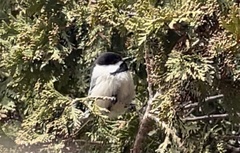 Poecile atricapillus