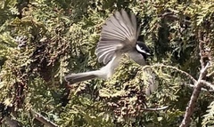 Poecile atricapillus