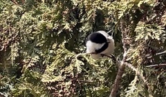 Poecile atricapillus