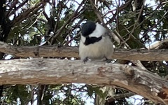 Poecile atricapillus