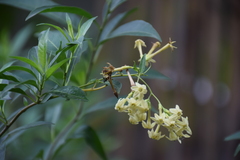 Cestrum parqui
