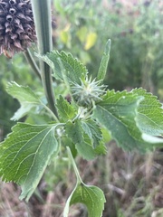 Leonotis nepetifolia